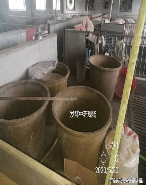 飼料中添加了自制發酵中草藥后豬豬為什么喜歡睡覺